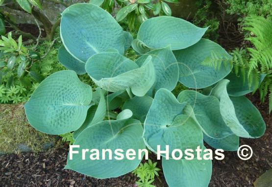 Hosta Abiqua Drinking Gourd